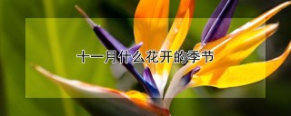 十一月什么花开的季节,第1图