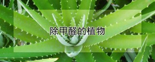 除甲醛的植物,第1图