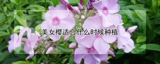 美女樱适合什么时候种植,第1图