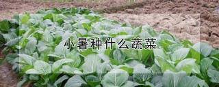 小暑种什么蔬菜,第1图