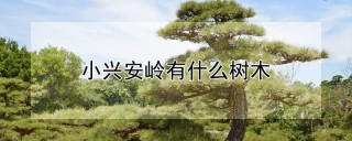 小兴安岭有什么树木,第1图