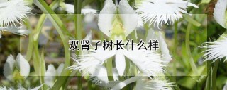 双肾子树长什么样,第1图