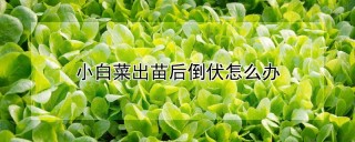 小白菜出苗后倒伏怎么办,第1图