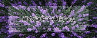 薰衣草种子种植方法,第1图