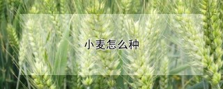 小麦怎么种,第1图