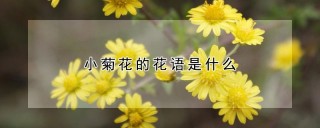 小菊花的花语是什么,第1图