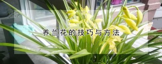 养兰花的技巧与方法,第1图