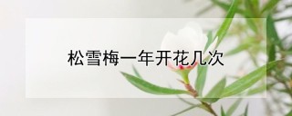 松雪梅一年开花几次,第1图