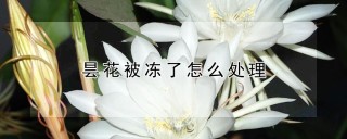 昙花被冻了怎么处理,第1图