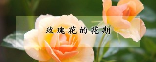 玫瑰花的花期,第1图