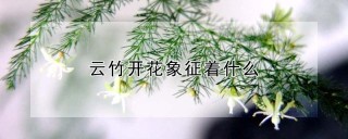 云竹开花象征着什么,第1图