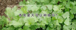 香菜夏天可以种植吗?,第1图