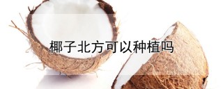 椰子北方可以种植吗,第1图