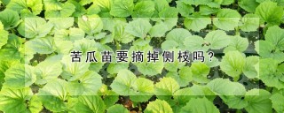 苦瓜苗要摘掉侧枝吗?,第1图