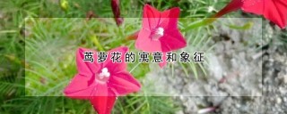 茑萝花的寓意和象征,第1图