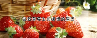 盆栽草莓生长缓慢的原因,第1图