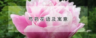 芍药花语及寓意,第1图