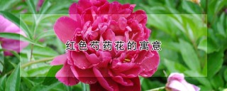 红色芍药花的寓意,第1图