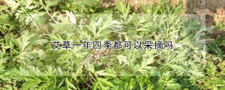 艾草一年四季都可以采摘吗,第1图