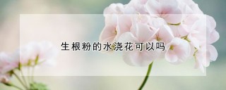 生根粉的水浇花可以吗,第1图