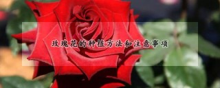 玫瑰花的种植方法和注意事项,第1图