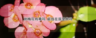 刺梅花有毒吗,能放在屋里养吗,第1图