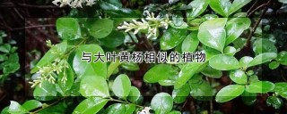 与大叶黄杨相似的植物,第1图