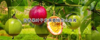 百香果叶子发黄萎缩怎么急救,第1图