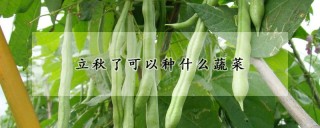 立秋了可以种什么蔬菜,第1图