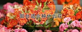 阳台适合种什么花,第1图