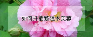 如何扦插繁殖木芙蓉,第1图