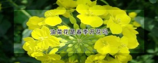 油菜花是春季开花吗,第1图