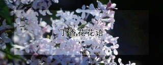 丁香花花语,第1图