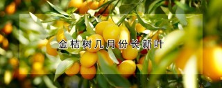 金桔树几月份长新叶,第1图