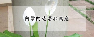 白掌的花语和寓意,第1图