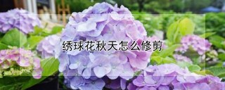 绣球花秋天怎么修剪,第1图