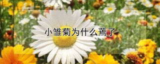 小雏菊为什么蔫了,第1图