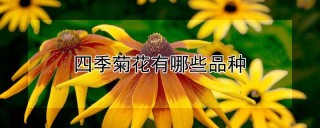 四季菊花有哪些品种,第1图