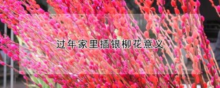 过年家里插银柳花意义,第1图