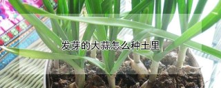 发芽的大蒜怎么种土里,第1图