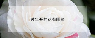 过年开的花有哪些,第1图