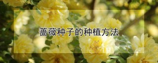 蔷薇种子的种植方法,第1图