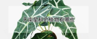 天南星科的植物有哪些,第1图