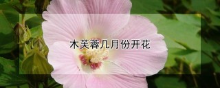 木芙蓉几月份开花,第1图