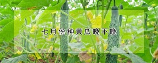 七月份种黄瓜晚不晚,第1图