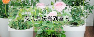 花几月份搬到室内,第1图