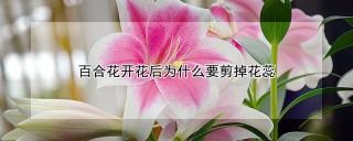 百合花开花后为什么要剪掉花蕊,第1图