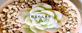 服盆什么意思,第1图