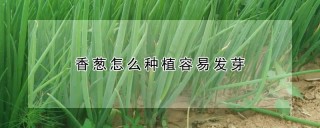 香葱怎么种植容易发芽,第1图