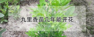 九里香苗几年能开花,第1图